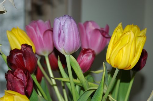 Easter Tulips