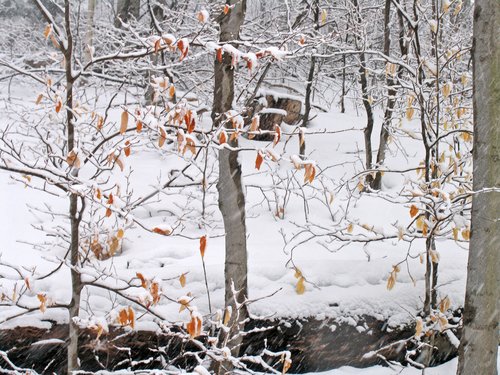 Snow Falling in Beechwood