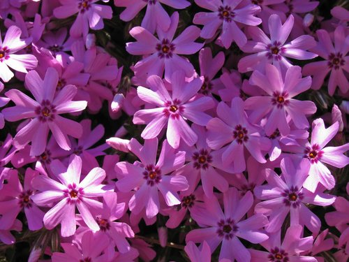 Creeping Phlox