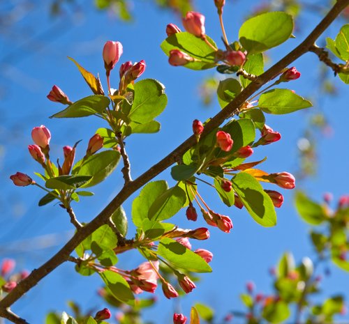 Crab Apple Blossoms