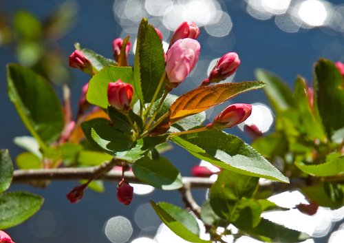 Crab Apple Blossom Macro