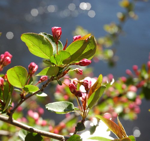 Crab Apple Blossom Macro