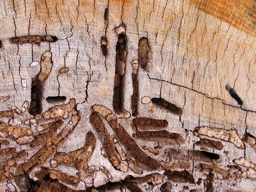 Natural Patterns