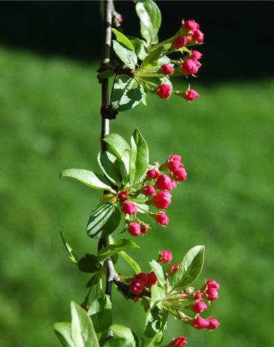 Crab Apple Blossoms (on Green)