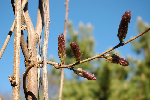 Wisteria Buds 2