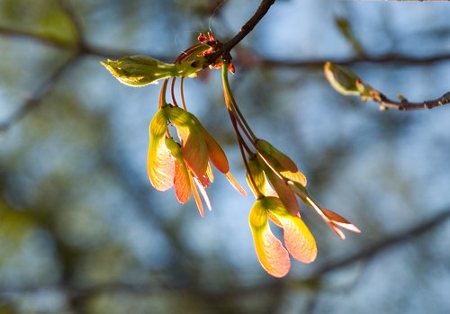 Red Maple (Samaras)