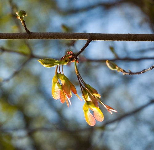 Red Maple (Samaras)
