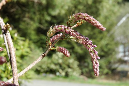 Wisteria Buds