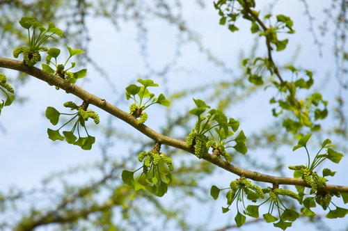 Ginkgo biloba