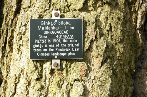Ginkgo Biloba Tree