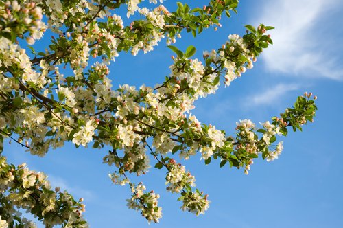 Crab Apple