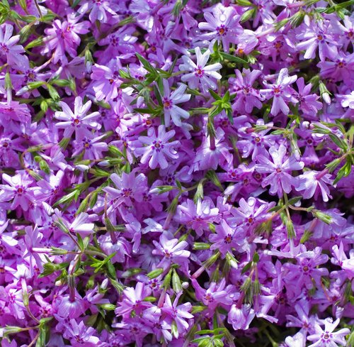 Phlox Carpet