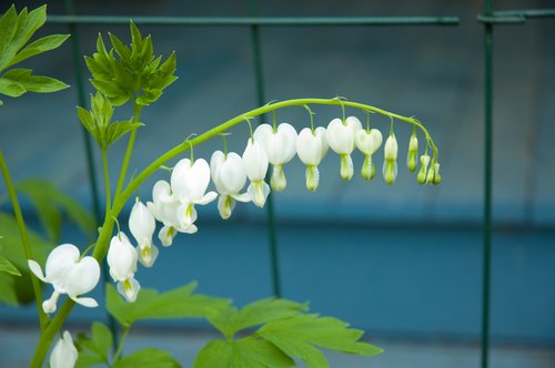 White Bleeding Hearts