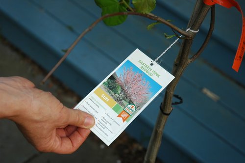 Eastern Pink Redbud