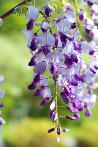 Wisteria (in full bloom)