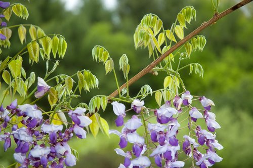Wisteria Canopy