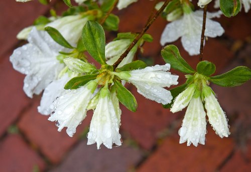 White Azalea
