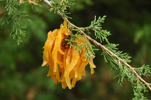 Orange Spore Horns (Cedar Apple Rust)