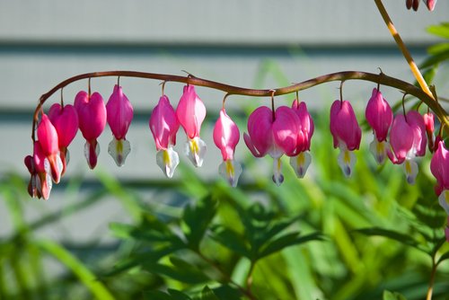 Pink Bleeding Hearts