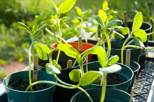 Seedlings in Plastic Pots