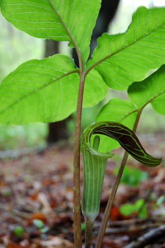 Jack in the Pulpit