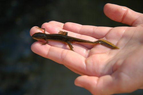 Eastern Newt (Adult)