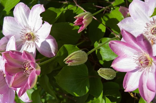 Clematis Buds