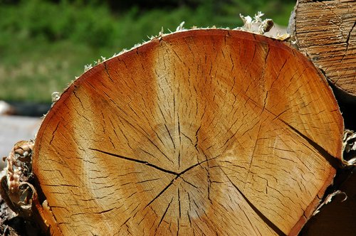 Yellow Birch Log