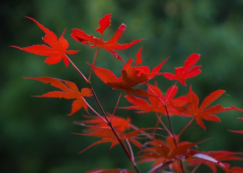 Small Japanese Maple