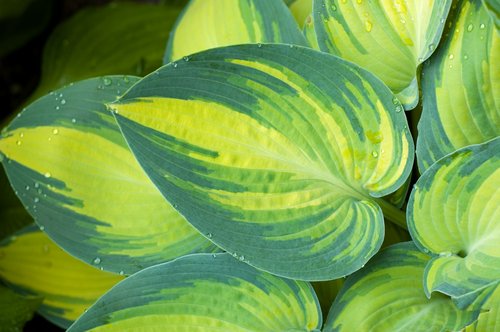 Hostas