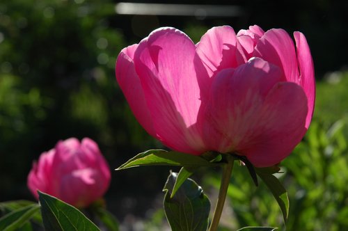 Pink Peony (Backlight)