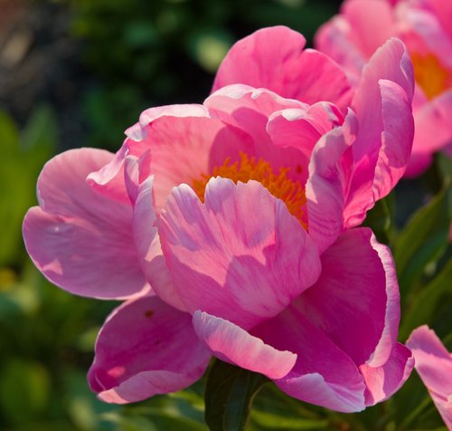 Pink Peony Sunset