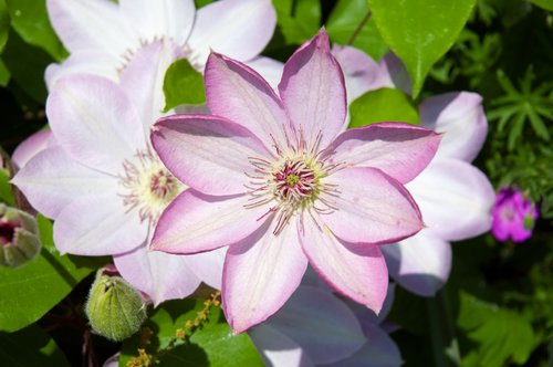 Clematis Vine