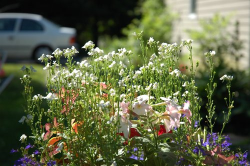 Garden Light 2