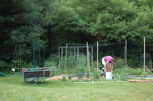 Judy's Garden