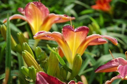 Daylilies