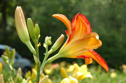 Daylily