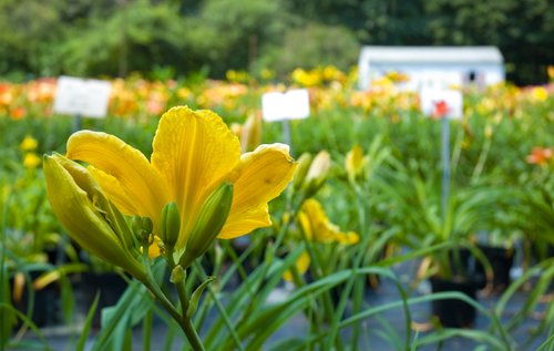 Daylily